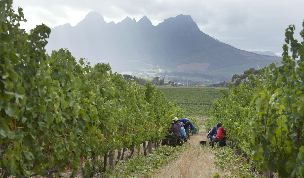 Klein Welmoed Luxury Guest House Municipalità locale di Municipalità locale di Stellenbosch Esterno foto